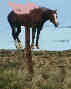 Dali's Wonderhorse, Gala!
