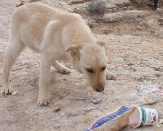 Sandy eats the bread and yoghurt