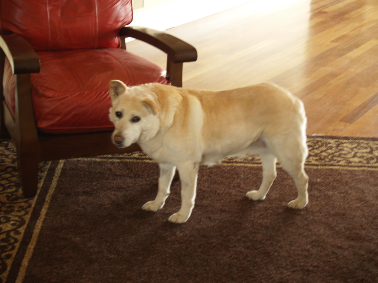 Sandy at home