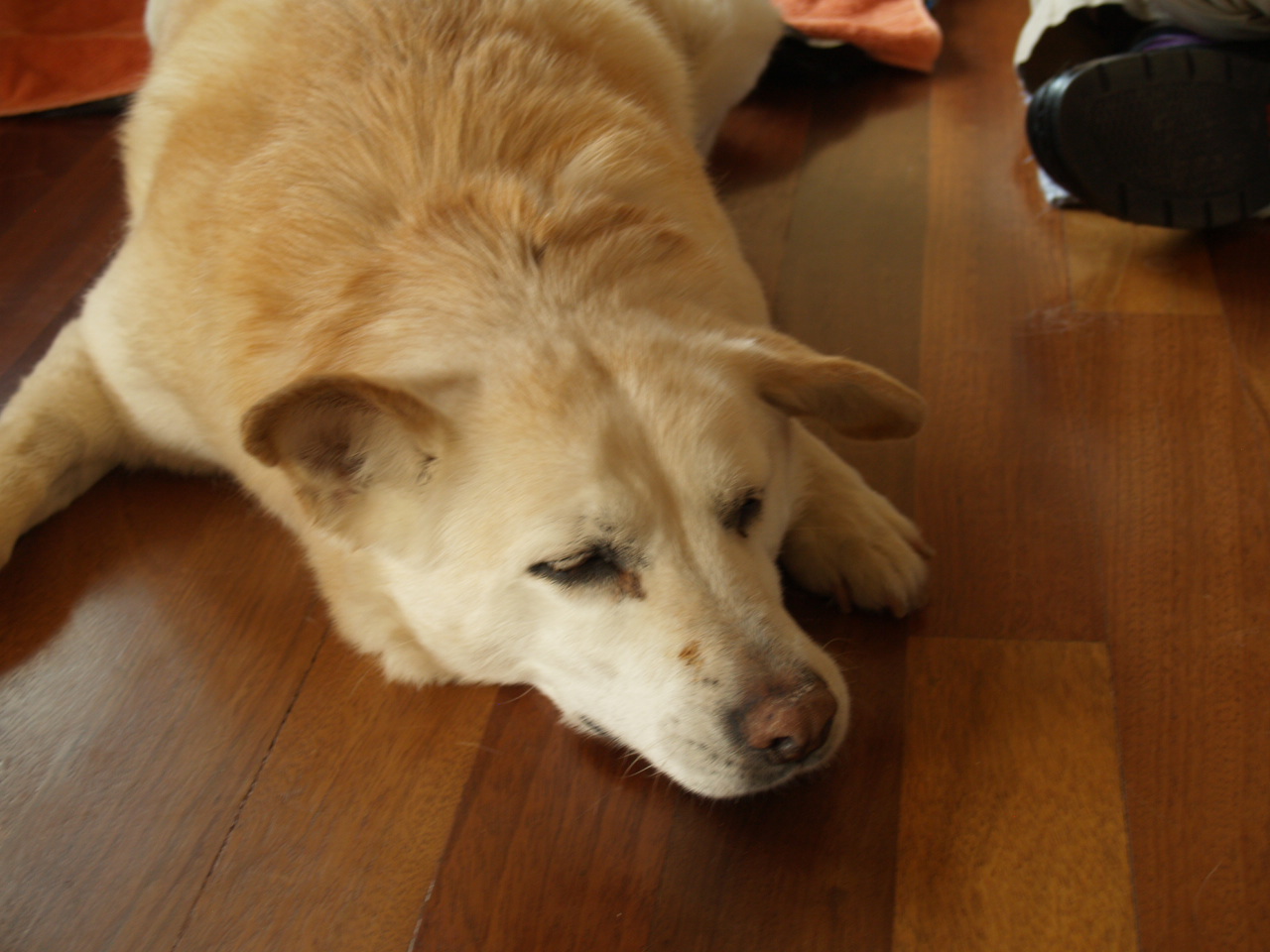 Sandy at home